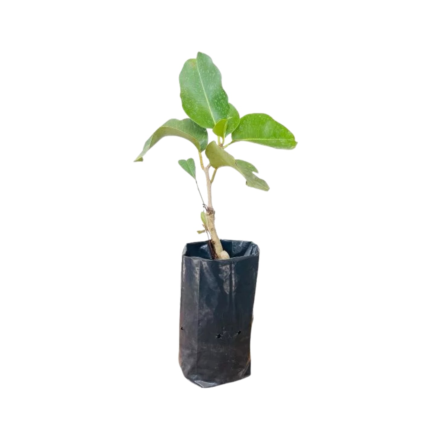 タイマダン (තායි මාදං බද්ධ) 果樹