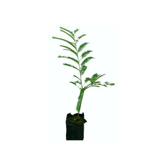 インディアングースベリー (දේශීය බෙහෙත් නෙල්ලි බද්ධ) 果樹