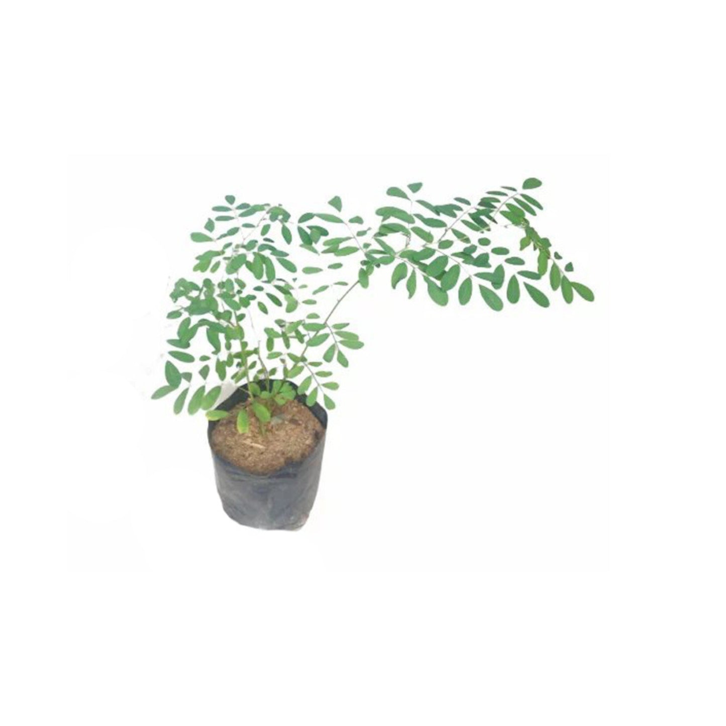 ニル・アワリヤ (නිල් අවරිය ලේයර්) 薬用植物