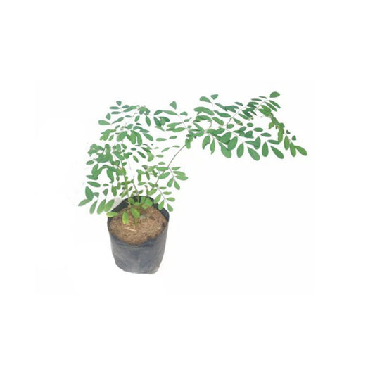 ニル・アワリヤ (නිල් අවරිය ලේයර්) 薬用植物