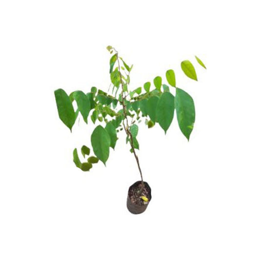 スターフルーツ (කාමරංගා බද්ධ) 果樹