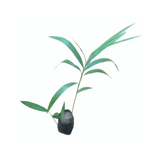 ヒーン・アラタ (හීන් අරත්ත) 薬用植物