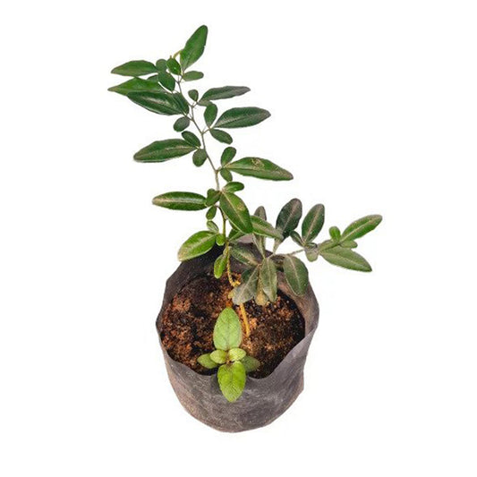 カシュリライム () 薬用植物