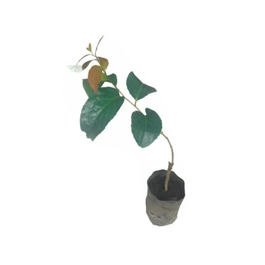 ロヴィ (ලොවි බද්ධ) 果樹