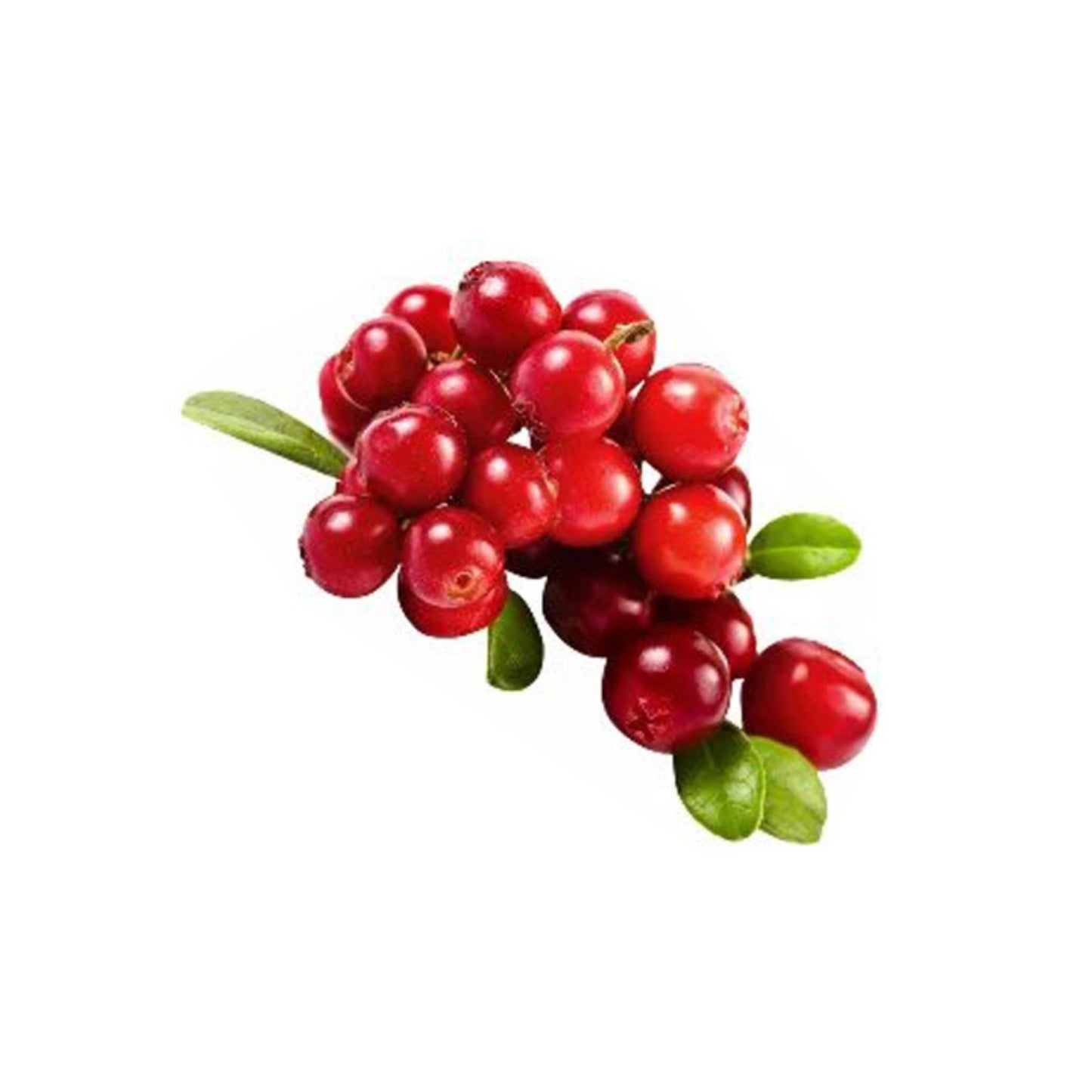 ロヴィ (ලොවි බද්ධ) 果樹