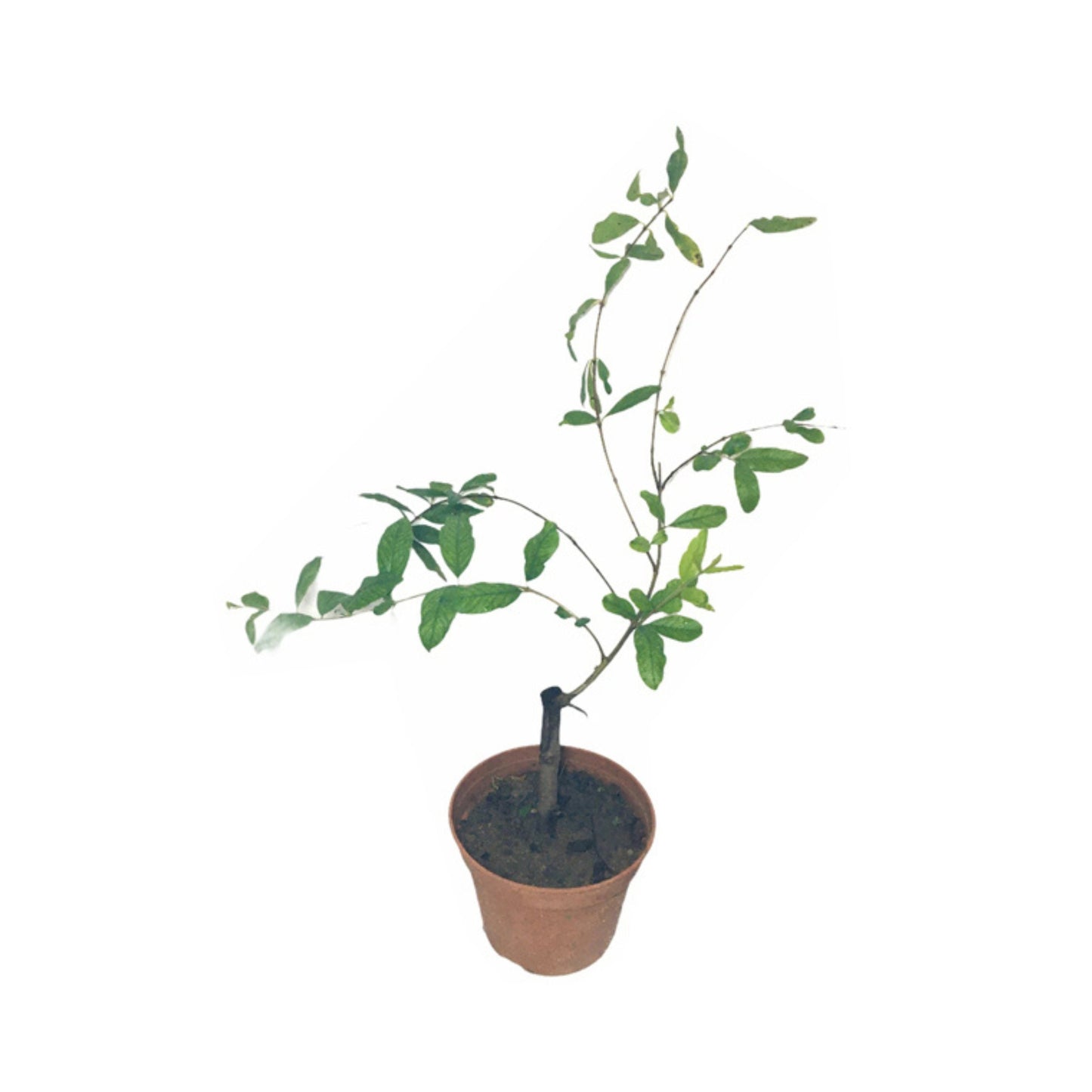 インドの赤いザクロ (ඉන්දියන් රතු දෙළුම්) 果物植物