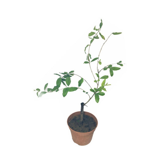 インドの赤いザクロ (ඉන්දියන් රතු දෙළුම්) 果物植物