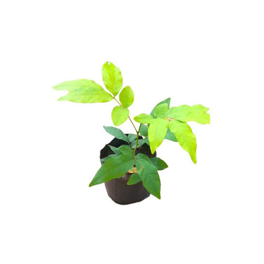 ソープツリー (ගස් පෙනෙල / සබන් ගස බීජ) 薬用植物