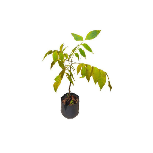 ウェダパナ (වෙදපනා) 薬用植物