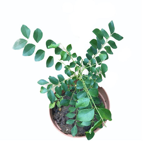 カレーリーフ () 薬用植物