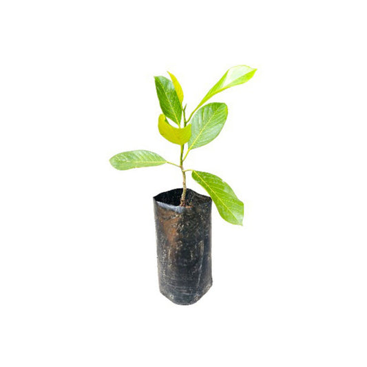 マレーシアの種なしジャックフルーツ (බීජ රහිත කොස්) 果物植物