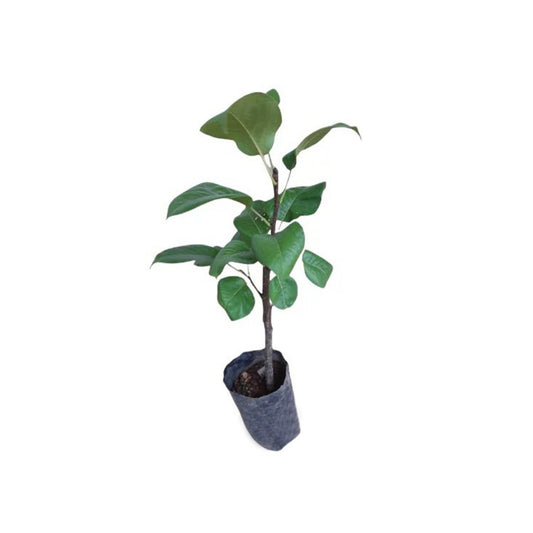 梨 (රහංගල පෙයාස් බද්ධ) 果樹