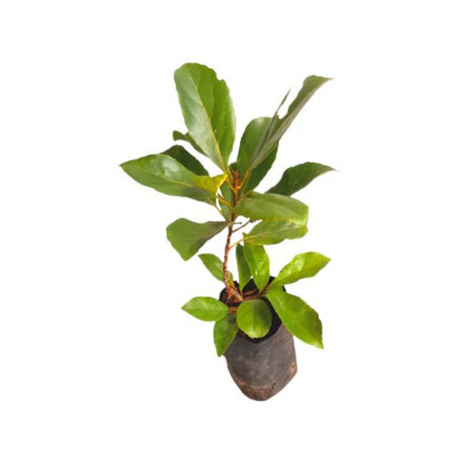 セイロンオリーブ (වෙරළු (බද්ධ)) 果樹