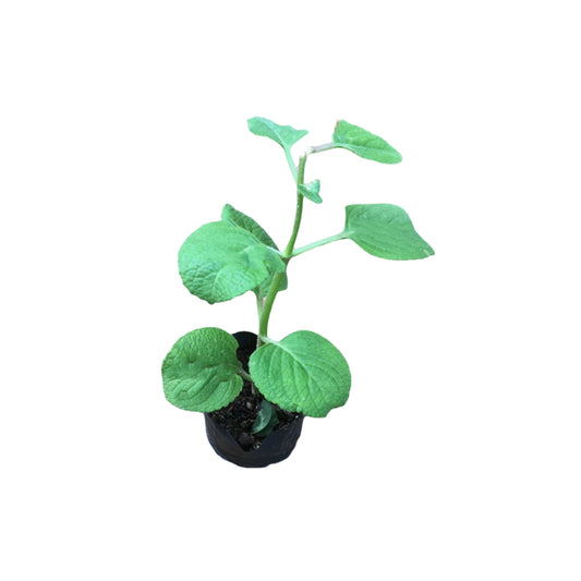 イリウェリヤ (ඉරිවේරිය) 薬用植物