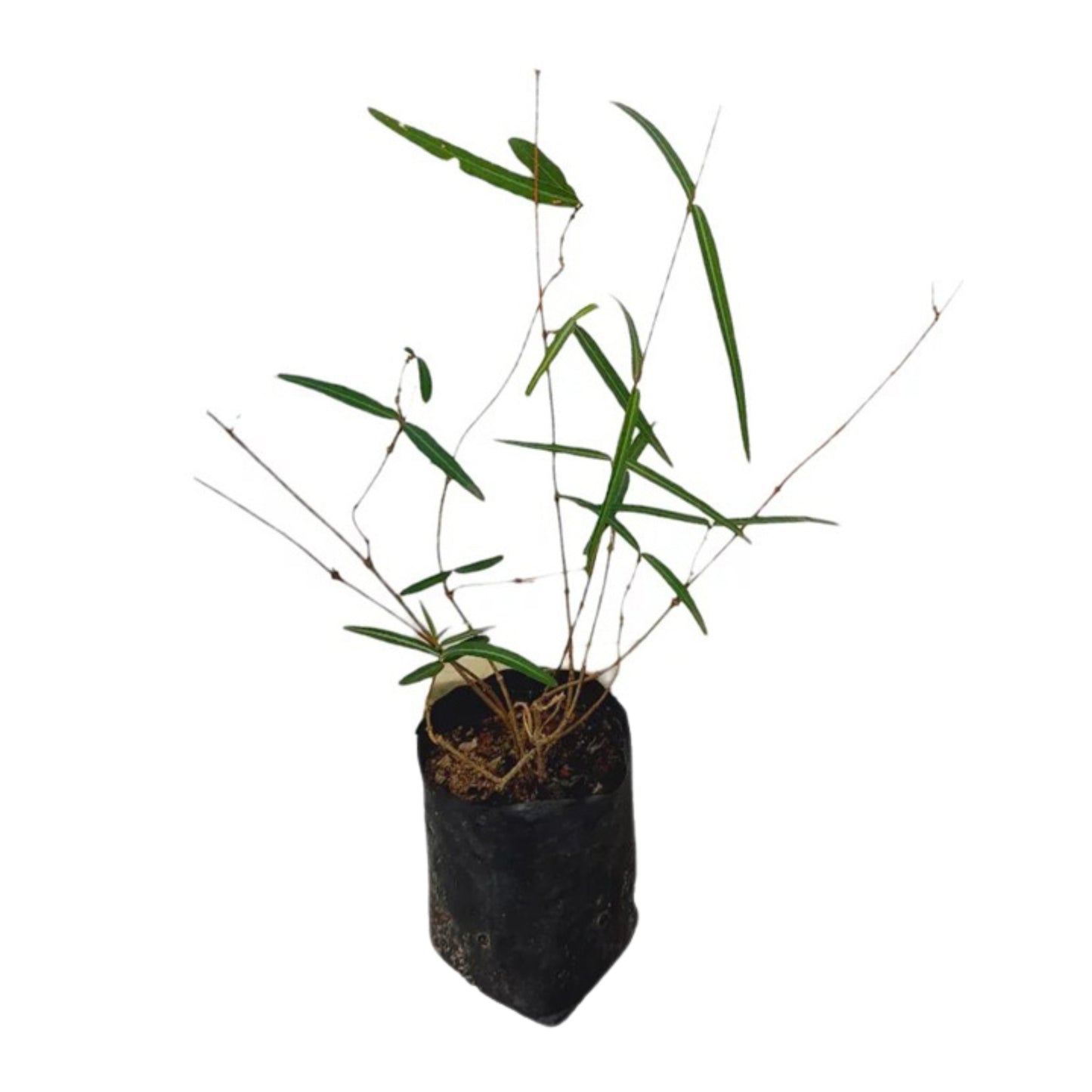 イラムス (ඉරමුසු) 薬用植物