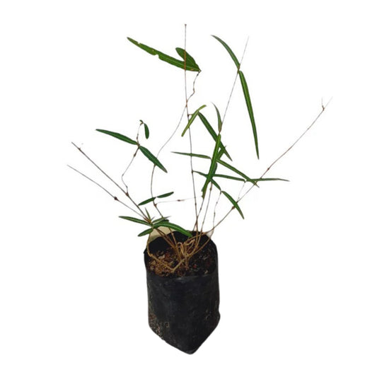 イラムス (ඉරමුසු) 薬用植物