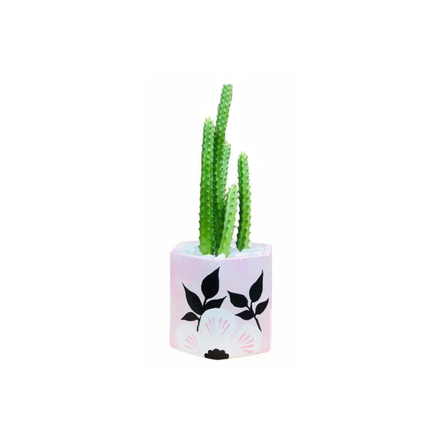 サボテンの薬用植物