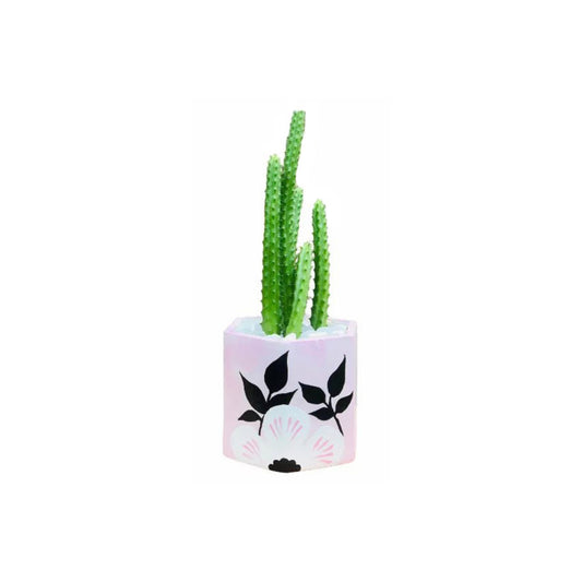 サボテンの薬用植物