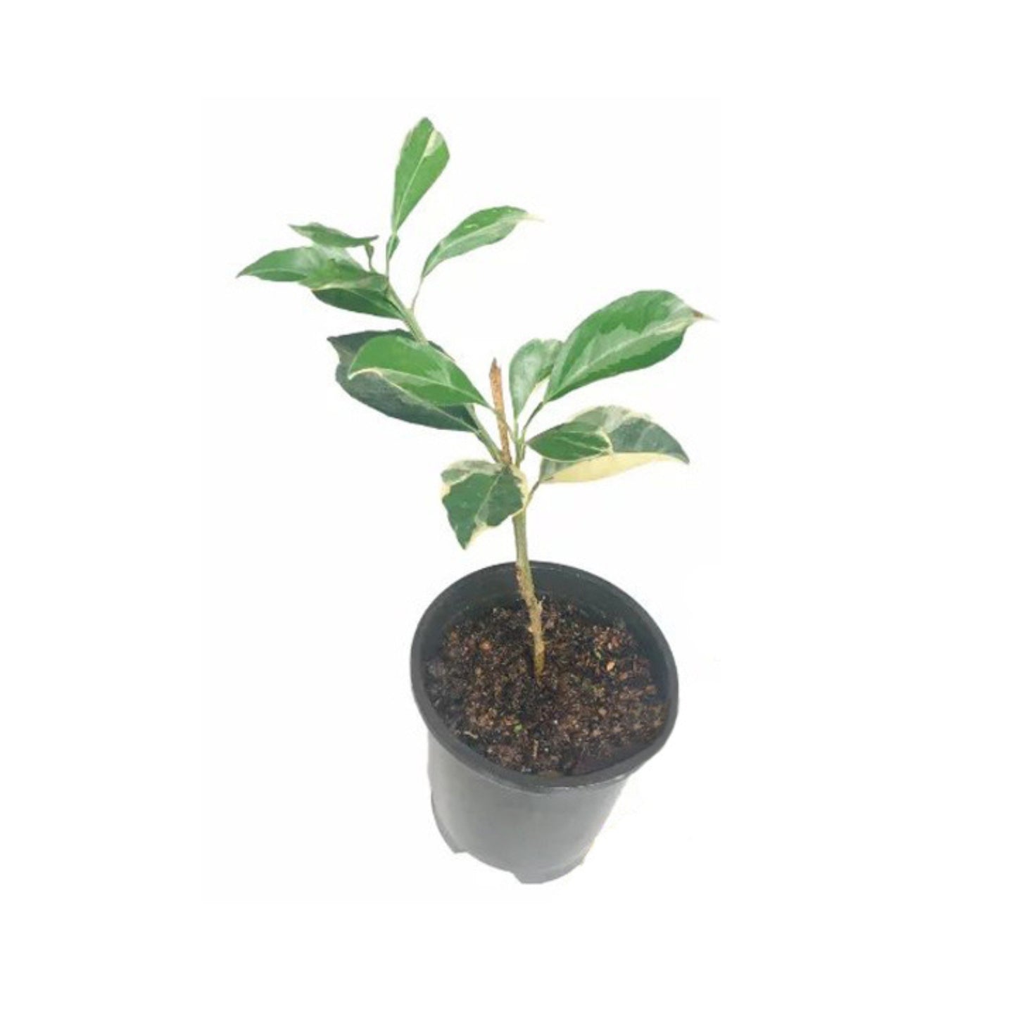 多彩な黄オレンジ (කහ දොඩම්) 果樹