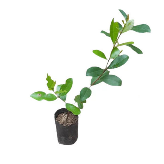 バルバドスチェリー (බා(ර්)බඩෝස් චෙරි (ලේයර්) 果樹植物