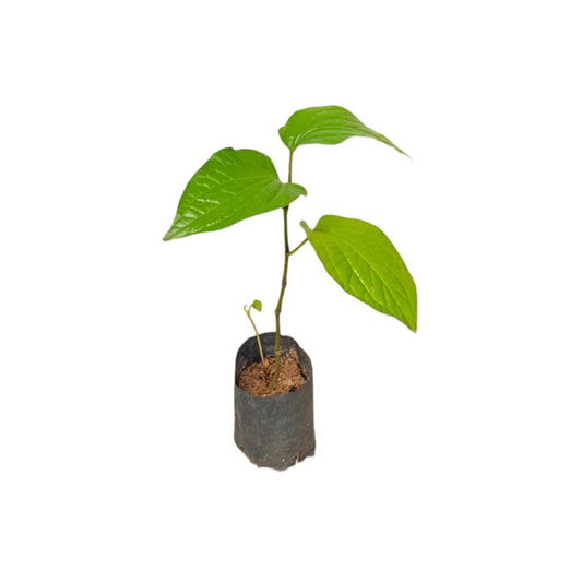 マラ ブラット (මල බුලත්) 薬用植物