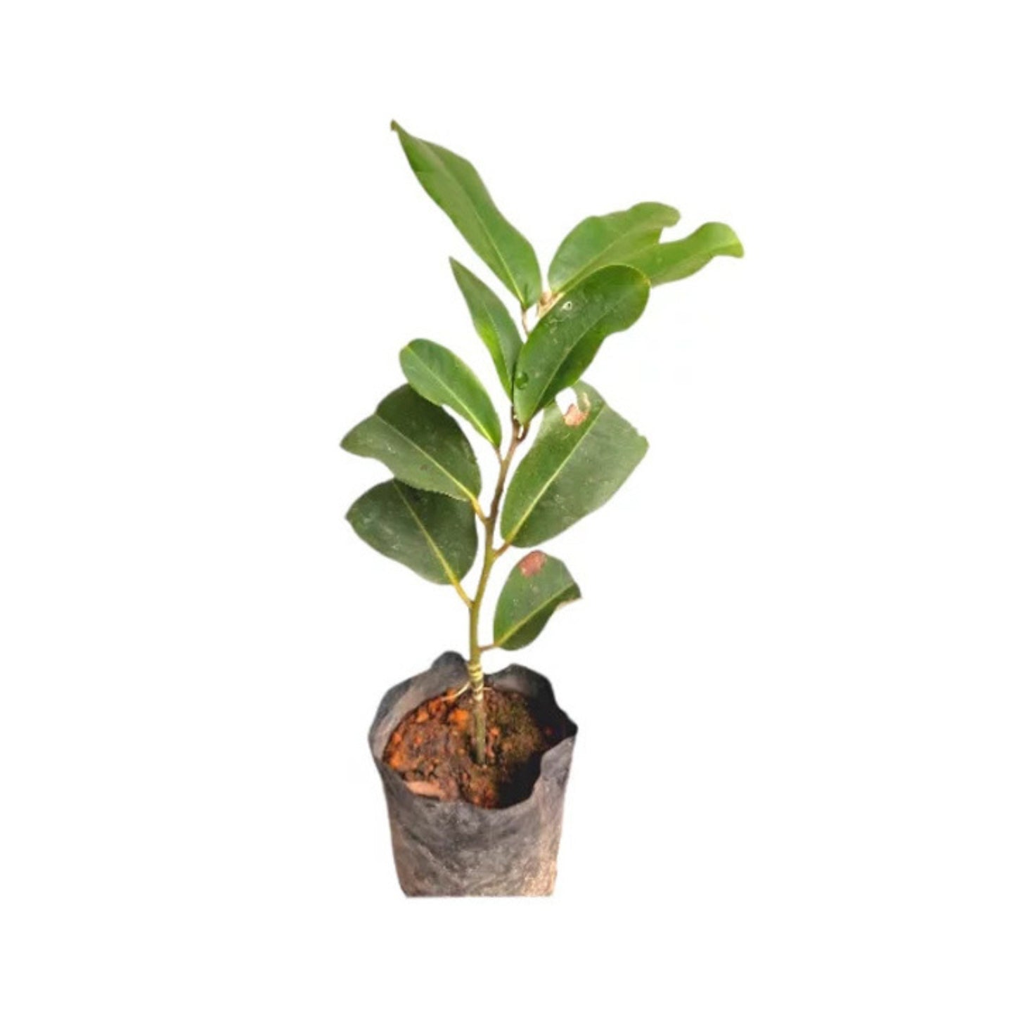 ベルベットアップル (වෙල්වට් ඇපල් බද්ධ) 果樹