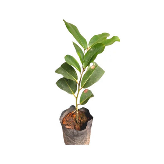 ベルベットアップル (වෙල්වට් ඇපල් බද්ධ) 果樹