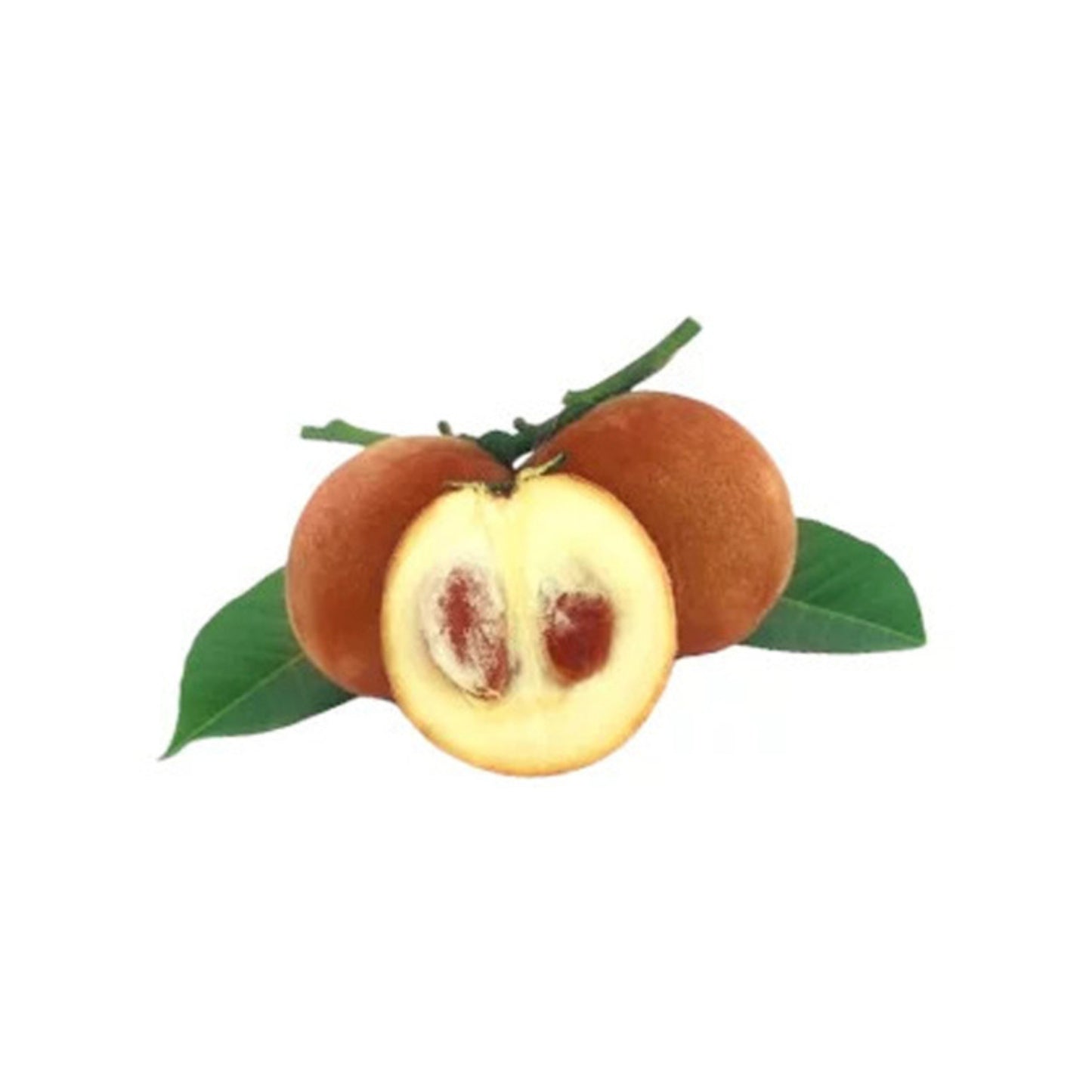 ベルベットアップル (වෙල්වට් ඇපල් බද්ධ) 果樹