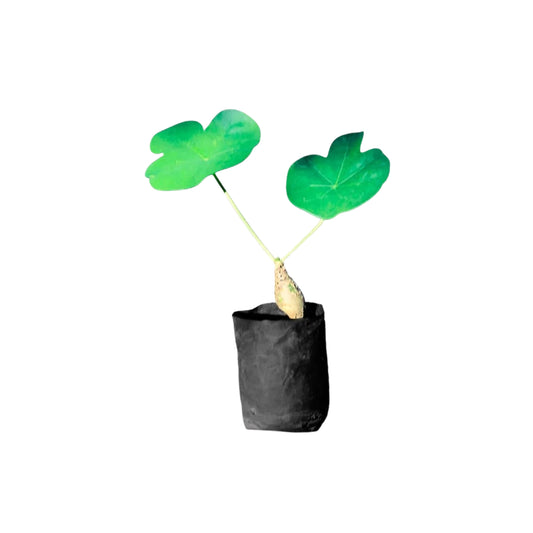 ウィサクンバ (විසකුම්බ) 薬用植物