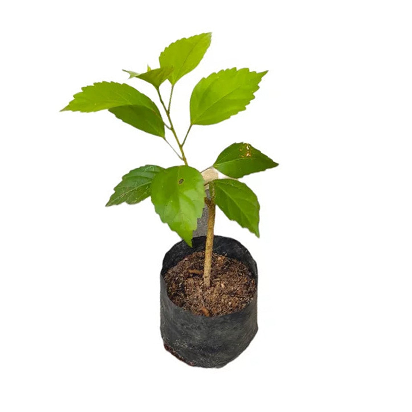 レッドハイビスカス (රතු පොකුරු වද මල්) 花とエキゾチックな植物