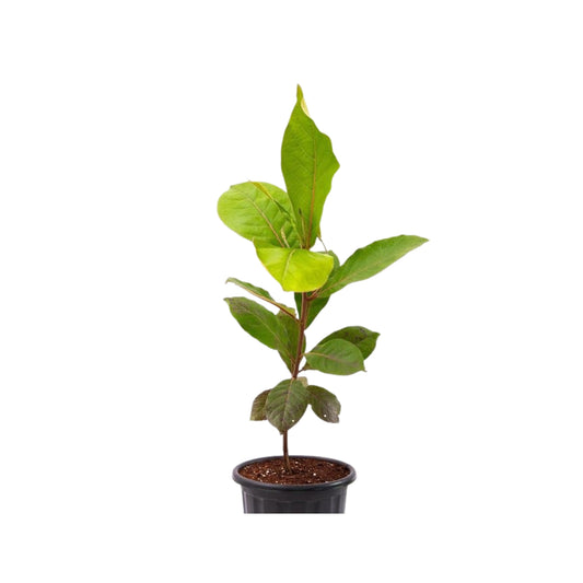 Lakpura® Kottamba Plant