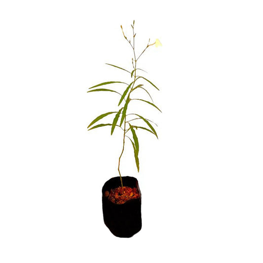 ヒーン・アニタ (හීන් අනිත්ත ලේයර්) 薬用植物