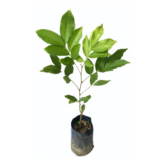 ランブータン (මල්වාන රතු රඹුටන් බද්ධ) 果樹