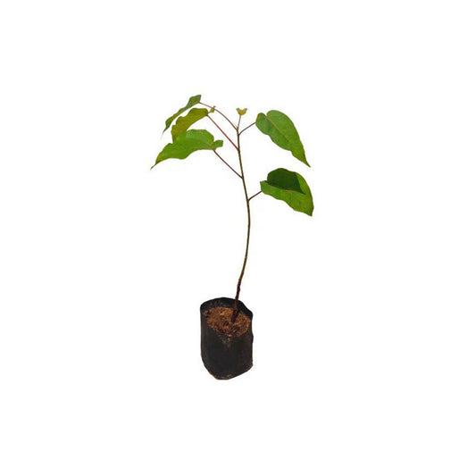 パタナ ボー (පතන බෝ) 薬用植物