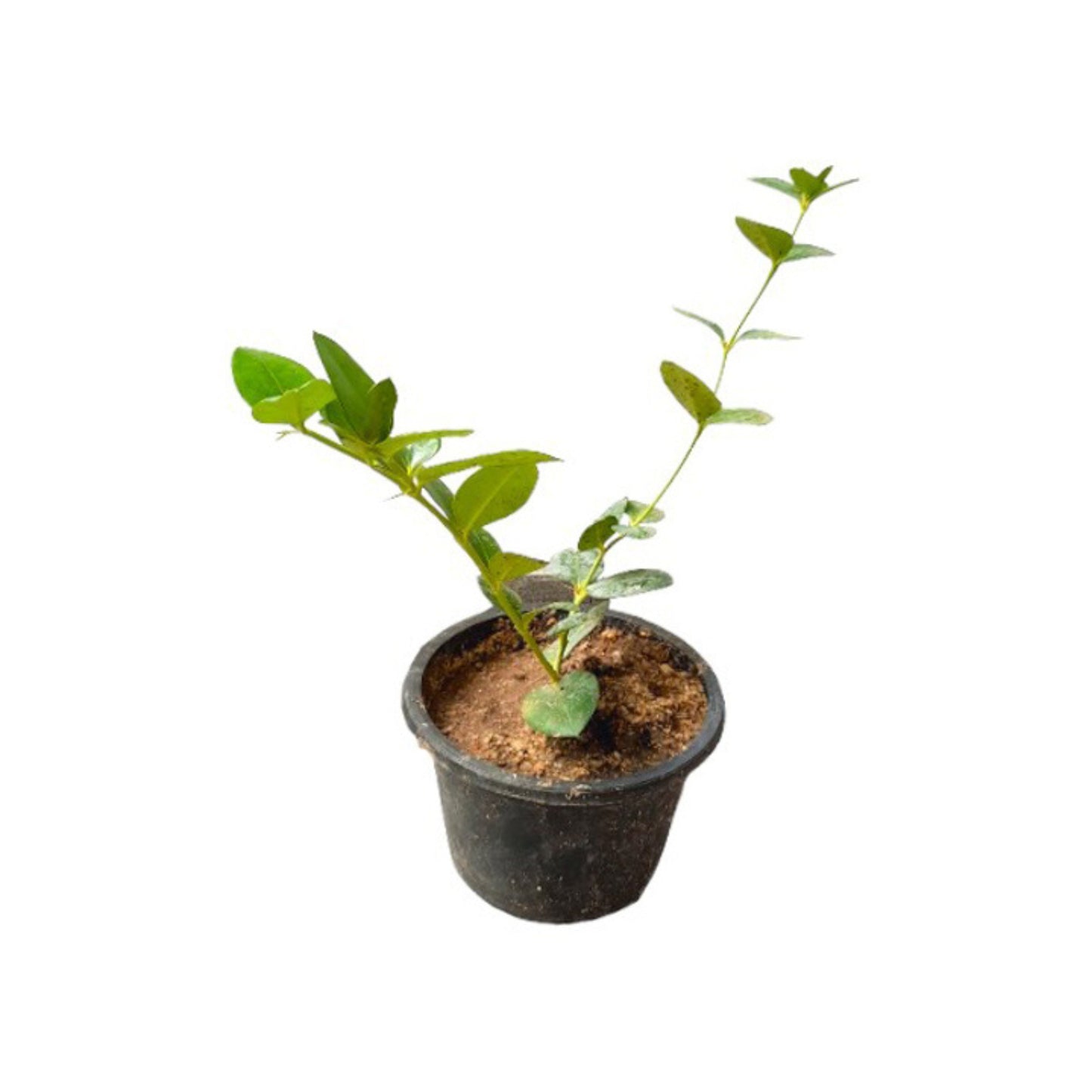スイートジャムソン (පැණි ජැම්සන් ලේයර්) 果樹
