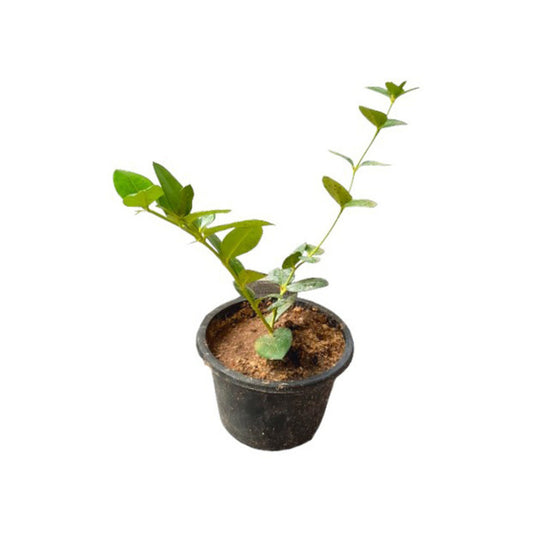 スイートジャムソン (පැණි ජැම්සන් ලේයර්) 果樹