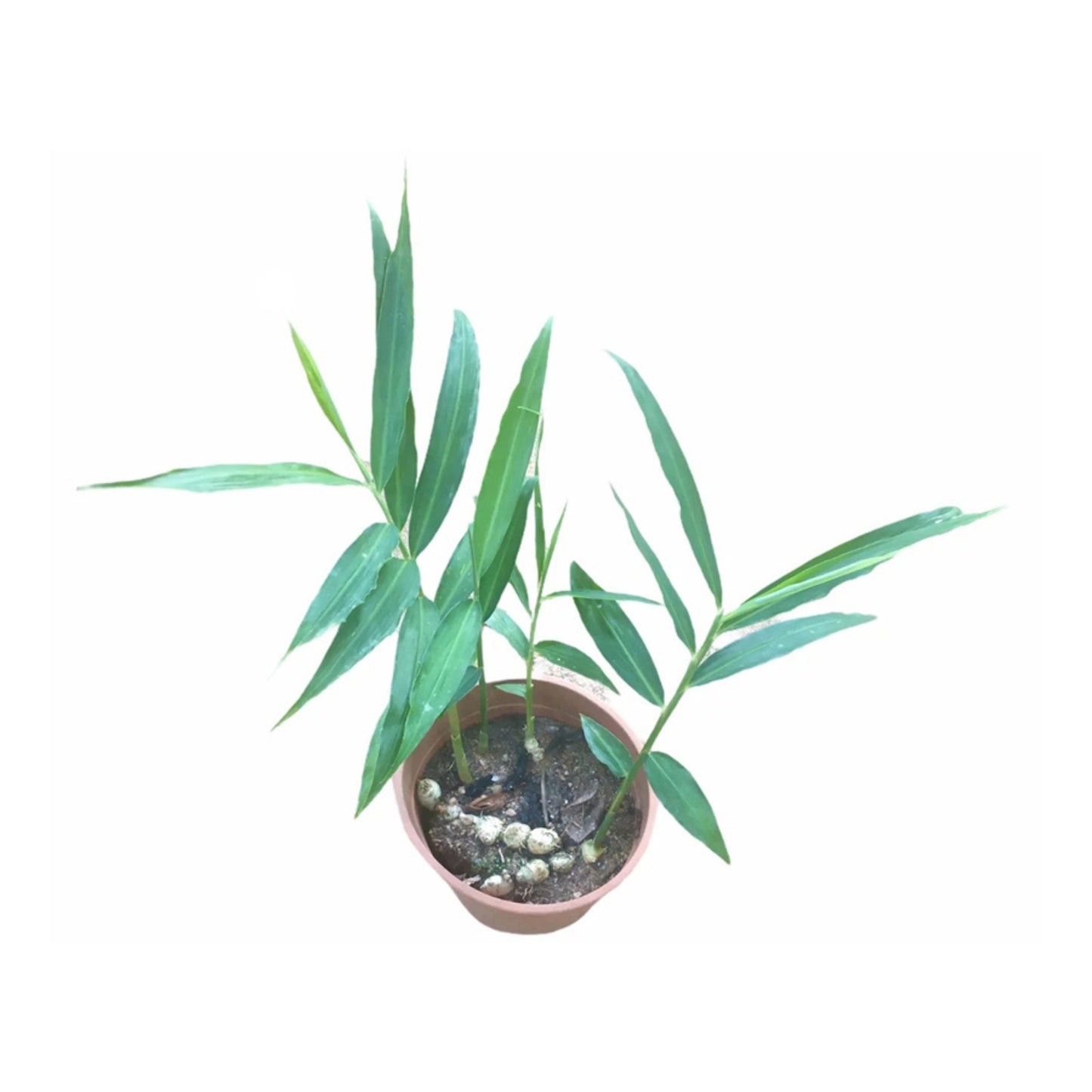 ショウガ (ඉඟුරු) 薬用植物