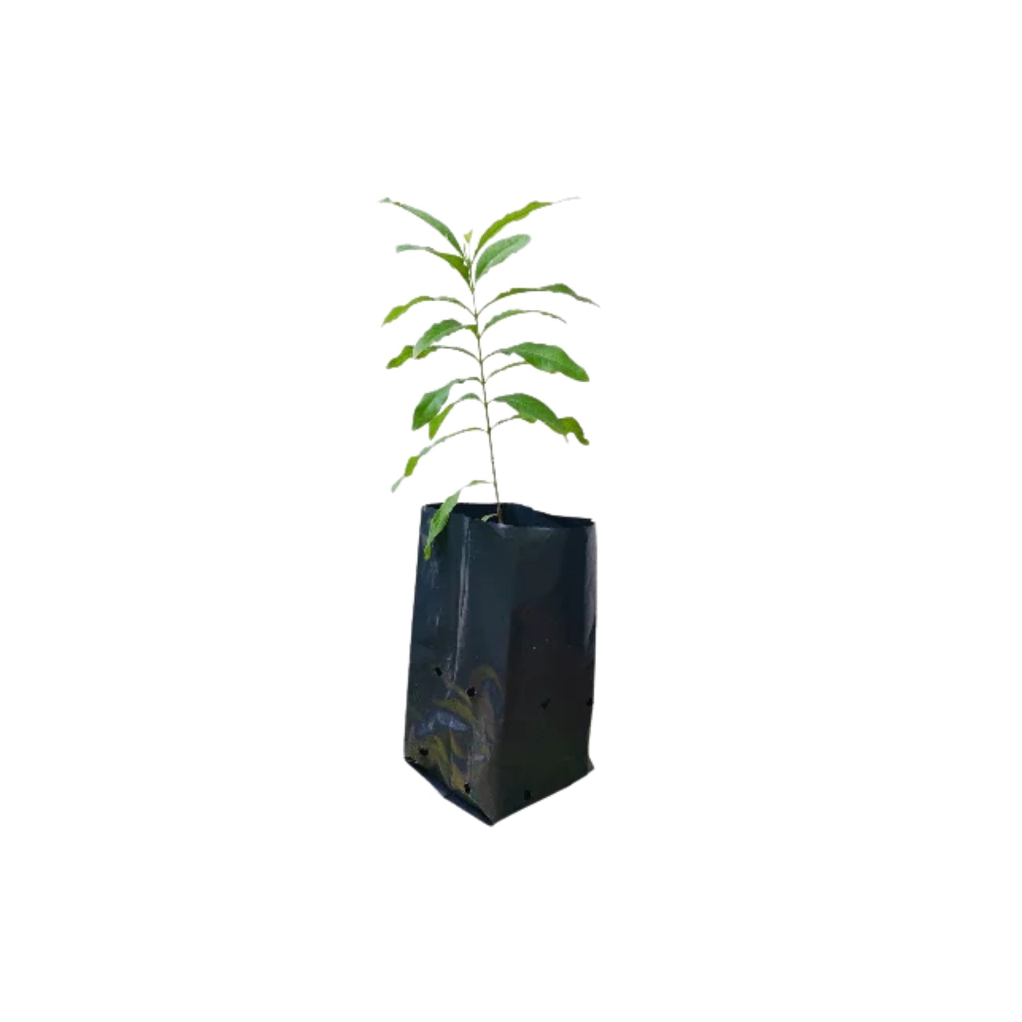 サンドルウッド (සුදු හඳුන්) 薬用植物