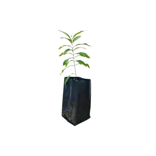 サンドルウッド (සුදු හඳුන්) 薬用植物