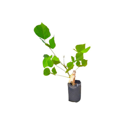 インドサンゴの木 (එරබදු) 薬用植物