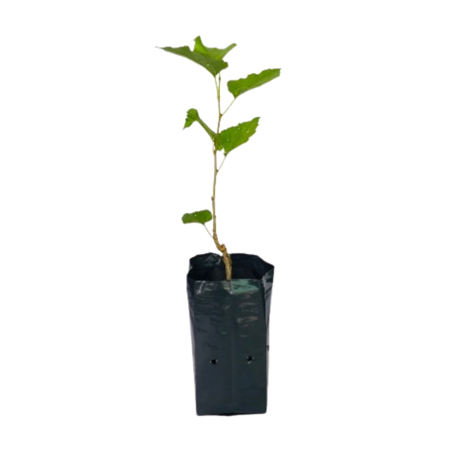 タイ桑 (මල්බෙරි – කළු ලේයර්) 果樹