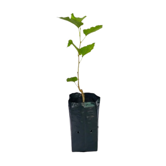 タイ桑 (මල්බෙරි – කළු ලේයර්) 果樹