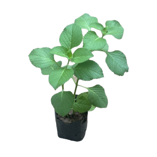 カッパラワリヤ (කප්පරවල්ලිය) 薬用植物