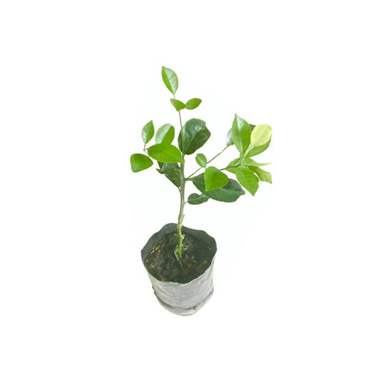 ヒーン・ナラン (හීන් නාරන් බද්ධ) 果樹