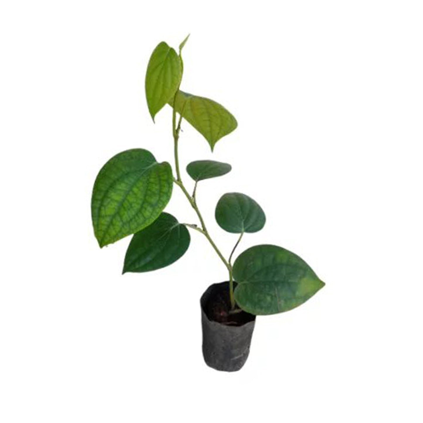ラクプラ® ヴァインペッパー (ウェルガミリス) 植物