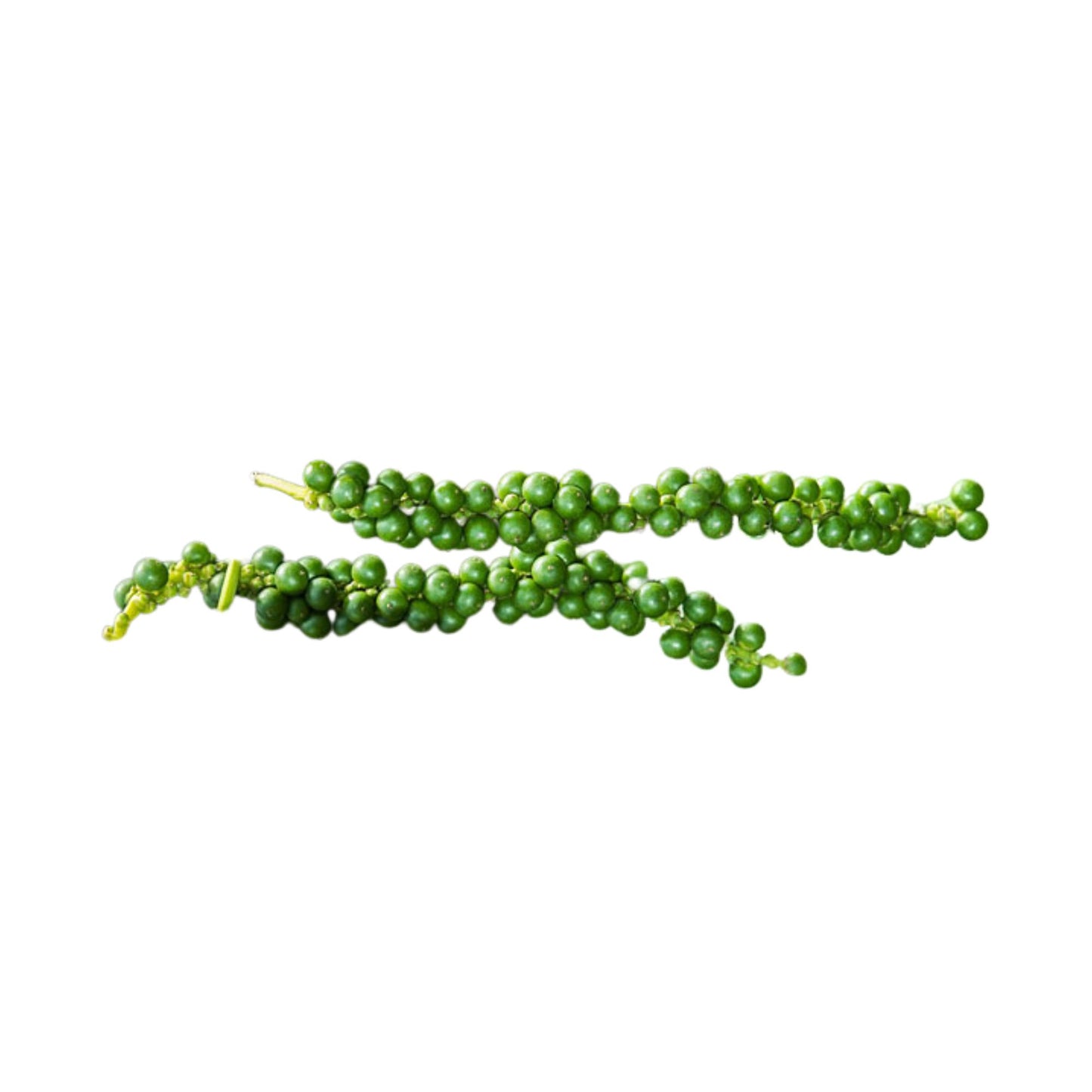 ラクプラ® ヴァインペッパー (ウェルガミリス) 植物