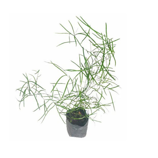 ハタワリヤ (හාතවාරිය) 薬用植物