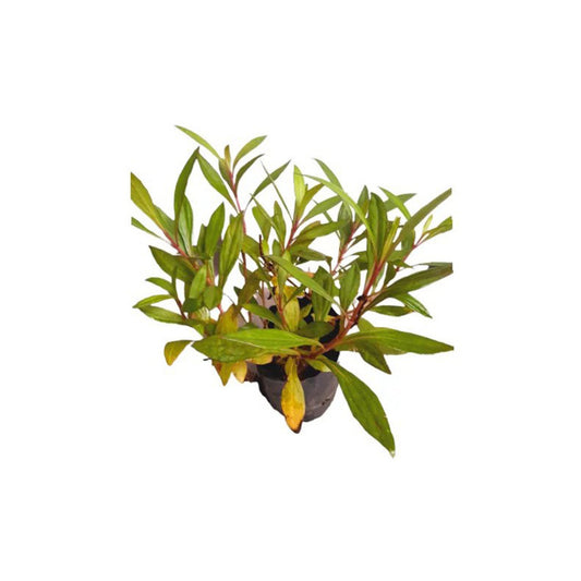 Le waralla (ලේ වැරැල්ල) 薬用植物
