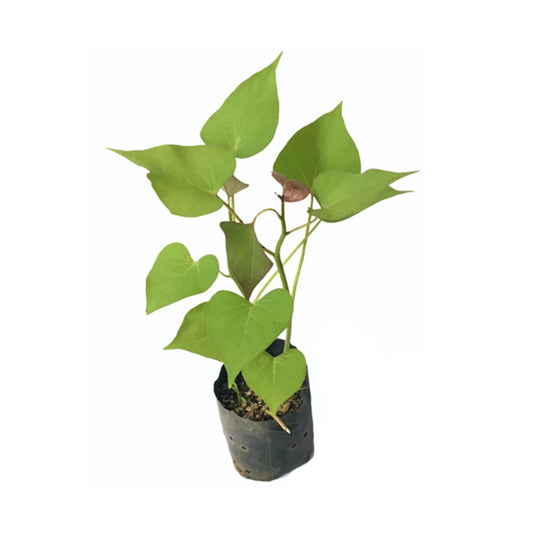 オレンジサツマイモ (චීන බතල) 野菜植物