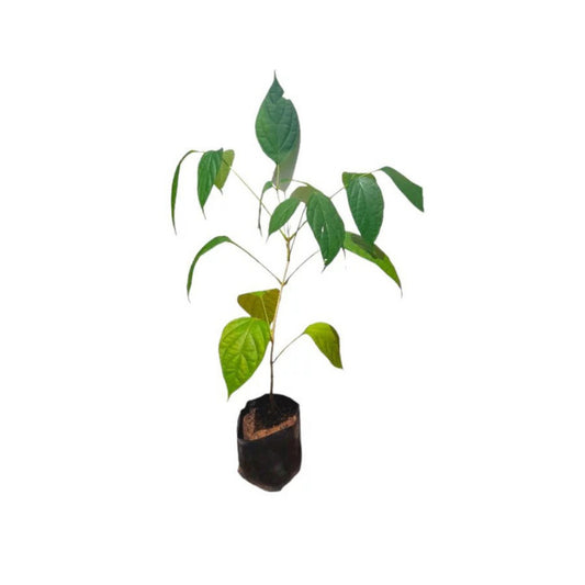 トティラ (තොටිල්ල) 薬用植物